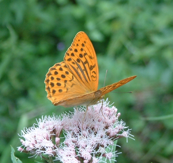 Argynnis paphia (Lepidoptera, Nymphalidae)